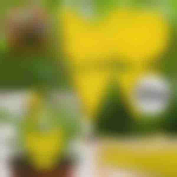 Kleepuvad kärbsepüünised (10 tk) | BUGILURE