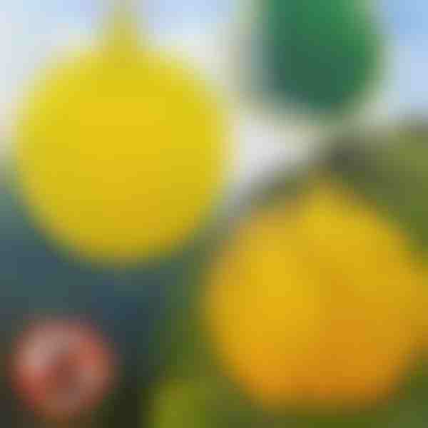 6-pakk rippuvaid kärbsepüüniseid | BUGIORB