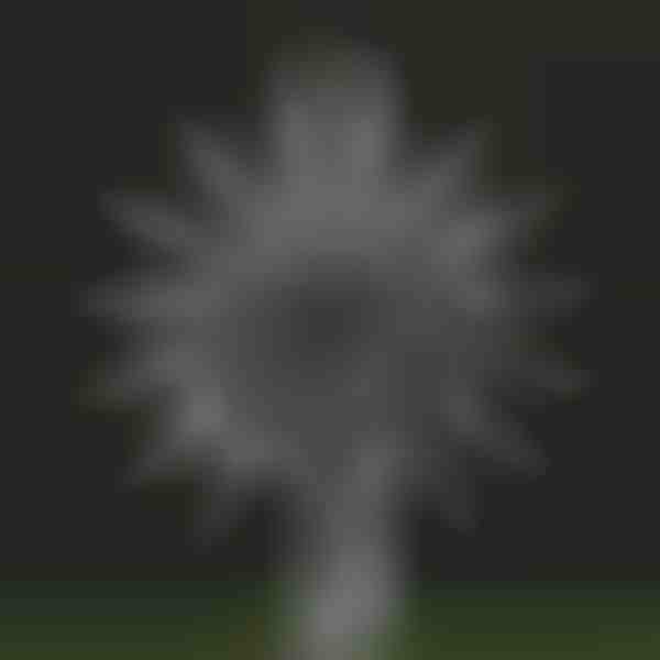 Aia maagiline kineetiline tuuleveski | WINDARA