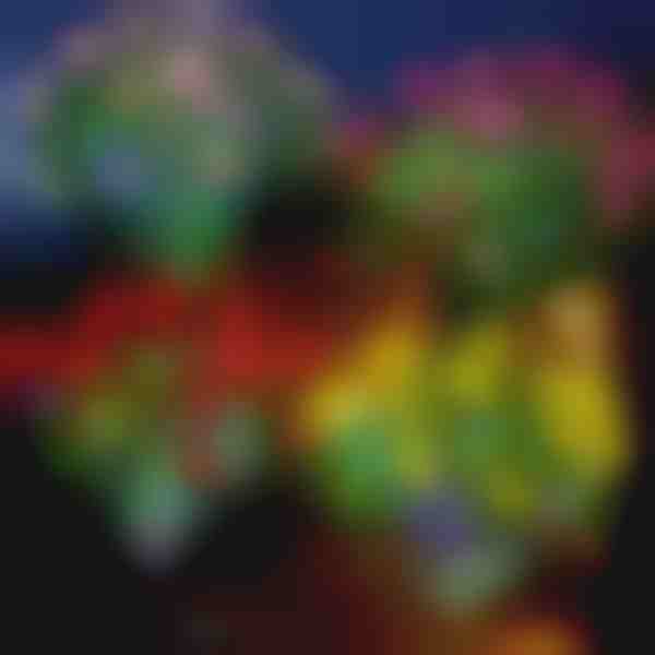 Päikese lillede tuled | ROSILUME