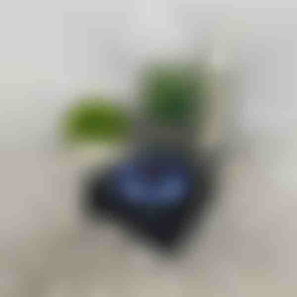 Retro kõlar lainete projektor | VIVAPLAY